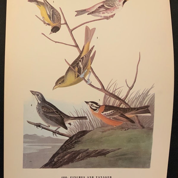 Finches + Tangerine-Audubon