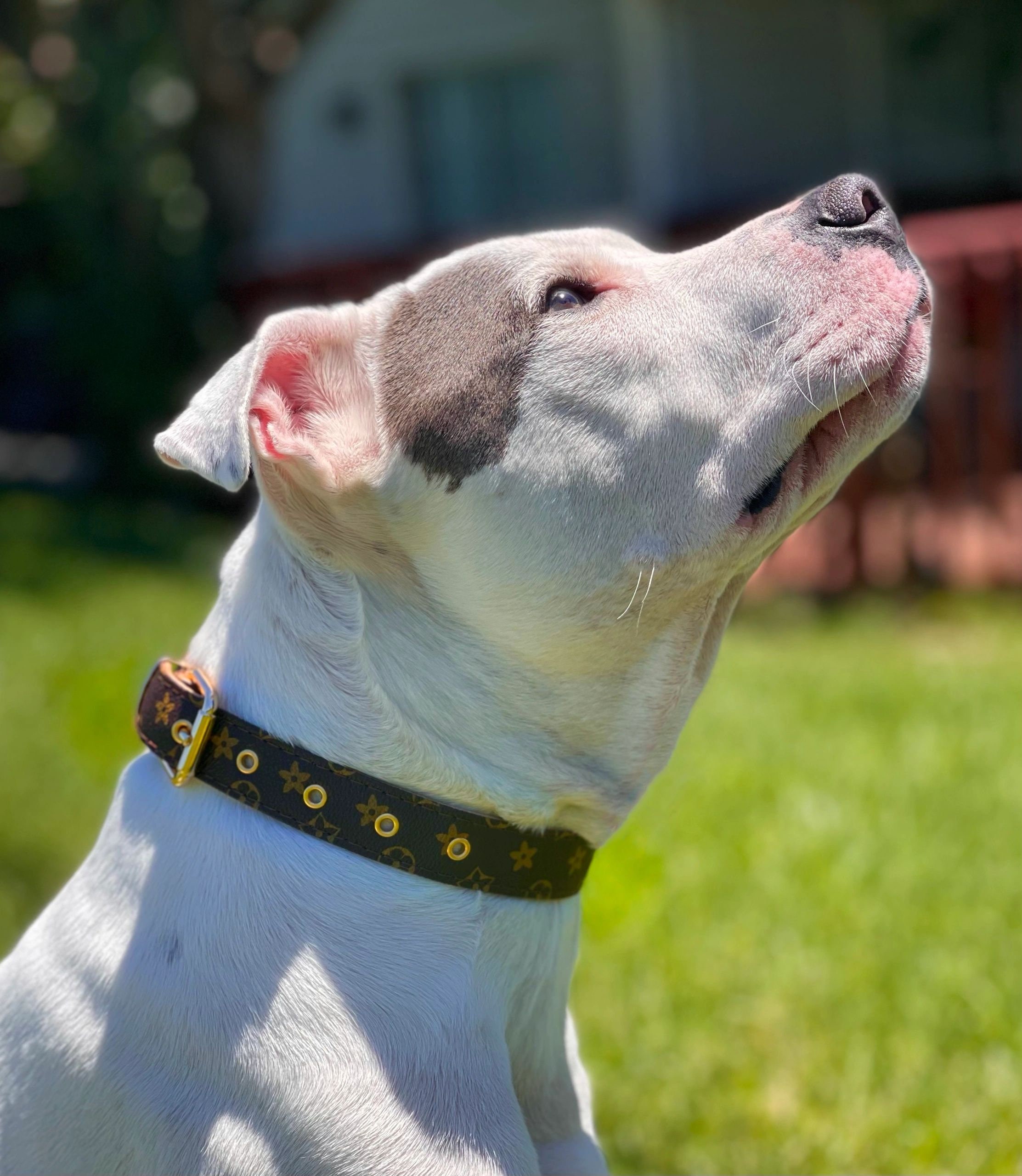 Louis Vuitton Dog Collar Etsy Singapore #40 Louis Vuitton Dog Collar Etsy Singapore