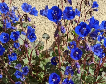 Desert bluebell seeds, Phacelia campanularia. California and Arizona shipping only