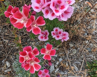 Farewell To Spring seeds, Clarkia amoena. 1/4 tsp. California shipping only