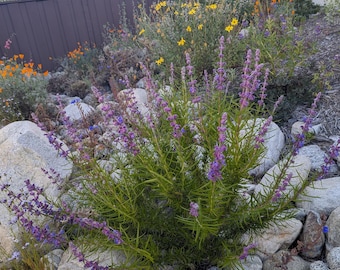 Woolly Bluecurls seeds (Trichostema lanatum). California Shipping Only