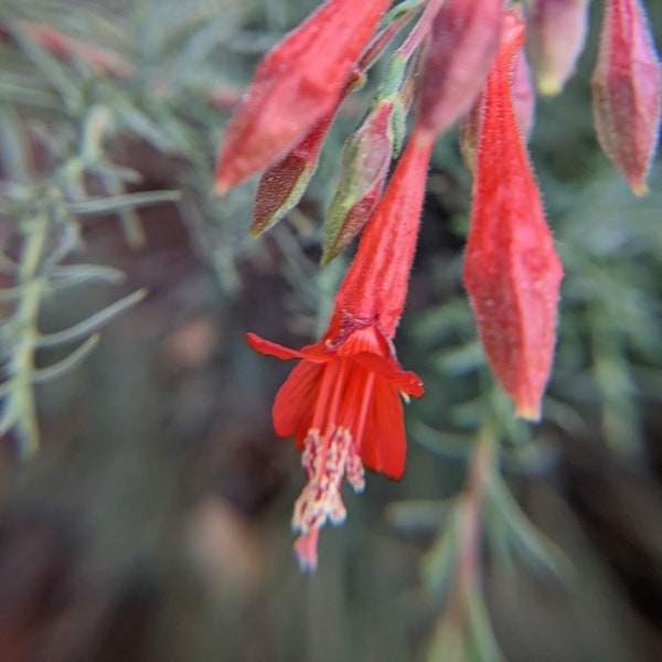 California Fuchsia, Epilobium canum, 1/64 tsp, California Shipping Only