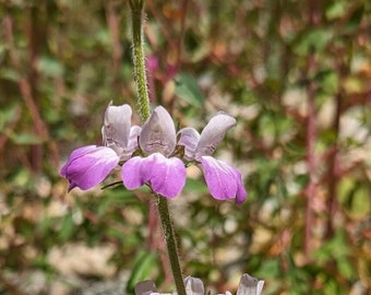 Purple Chinese Houses seeds, Collinsia heterophylla, 1/16 tsp. California shipping only.
