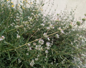 Black sage, salvia mellifera seeds. 1/16 tsp. California shipping only