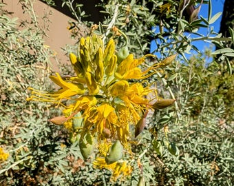 Bladderpod seeds, Cleomella arborea. California shipping only