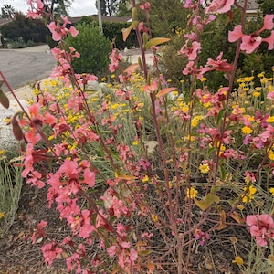 Elegant Clarkia, Clarkia unguiculata seeds. 1/4th tsp. California shipping only