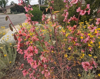 Elegant Clarkia, Clarkia unguiculata seeds. California shipping only