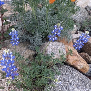 Succulent Lupine seeds, 1/4 tsp. California and Arizona shipping only