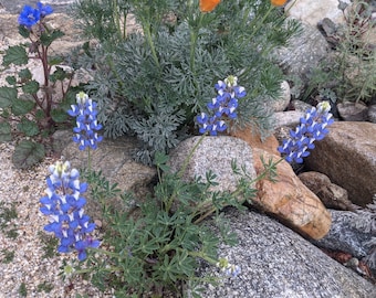 Succulent Lupine seeds, 1/4 tsp. California and Arizona shipping only
