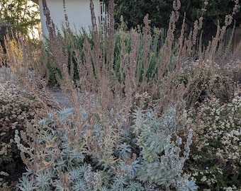 White Sage seeds. Salvia apiana. Ethically grown. Screened by hand. California shipping only