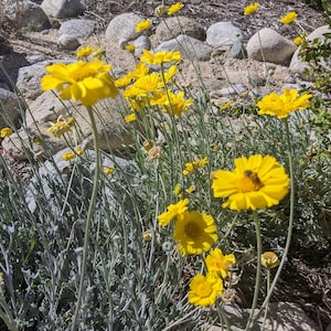Desert Marigold, Baileya multiradiata. 1/2 tsp. seeds.  California, Arizona, Nevada, Utah, New Mexico, and Texas shipping only