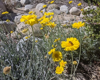 Desert Marigold, Baileya multiradiata. California, Arizona, Nevada, Utah, New Mexico, and Texas shipping only