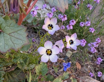 Tricolor Gilia, Bird's Eye Gilia, Gilia tricolor, 1/16 tsp seeds. California Shipping Only