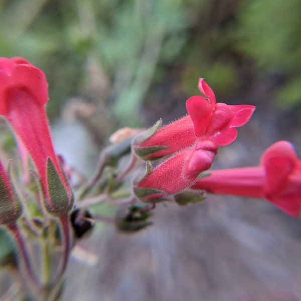 Island Snapdragon seeds, California shipping only