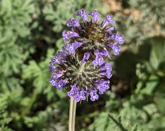 Golden Chia seeds, Salvia columbariae. 1/16 tsp. California, Arizona, New Mexico, Nevada, Utah shipping only