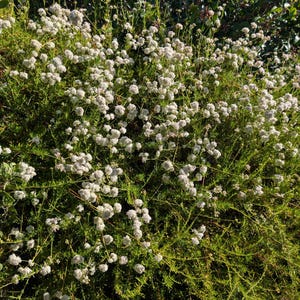 May include: A dense bush with small, white, spherical flower clusters. The plant has thin, green stems and leaves, creating a textured appearance. The background features more green foliage, suggesting a natural outdoor setting.