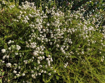 California Buckwheat seeds, Eriogonum fasciculatum. California shipping only