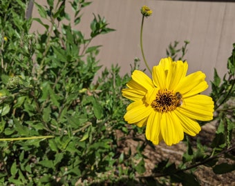 Bush Sunflower seeds, Encelia californica. 1/2 tsp. California shipping only