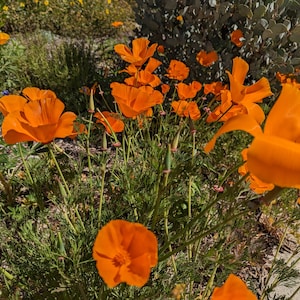 California Poppy seeds, Eschscholzia californica. 1 packet, California shipping only