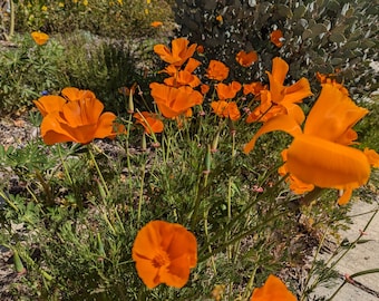California Poppy seeds, Eschscholzia californica. 1 packet, California shipping only