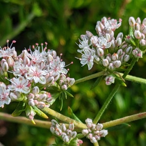 California Buckwheat seeds, 1/4 tsp. California shipping only