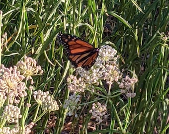 Peut inclure: Un papillon monarque aux ailes orange et noires perché sur un groupe de fleurs blanches avec des tiges et des feuilles vertes.