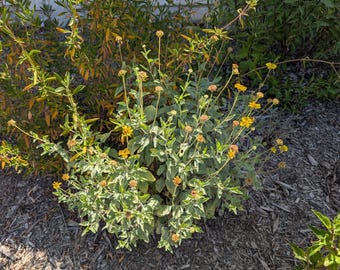 Brittlebush seeds, 1/2 tsp., Encelia farinosa.  Ethically grown. California, Arizona, Nevada, New Mexico, and Utah shipping only.