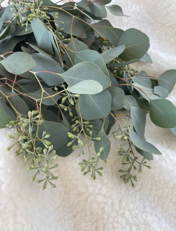 Seeded Eucalyptus Greenery