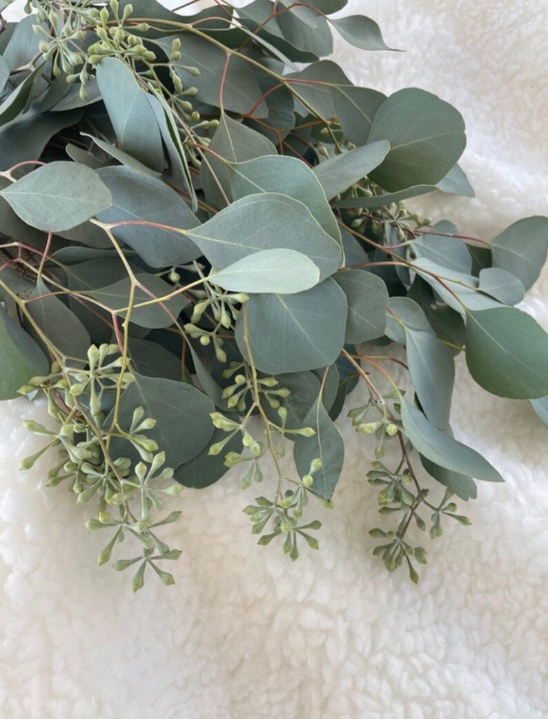 Fresh Seeded Eucalyptus Etsy