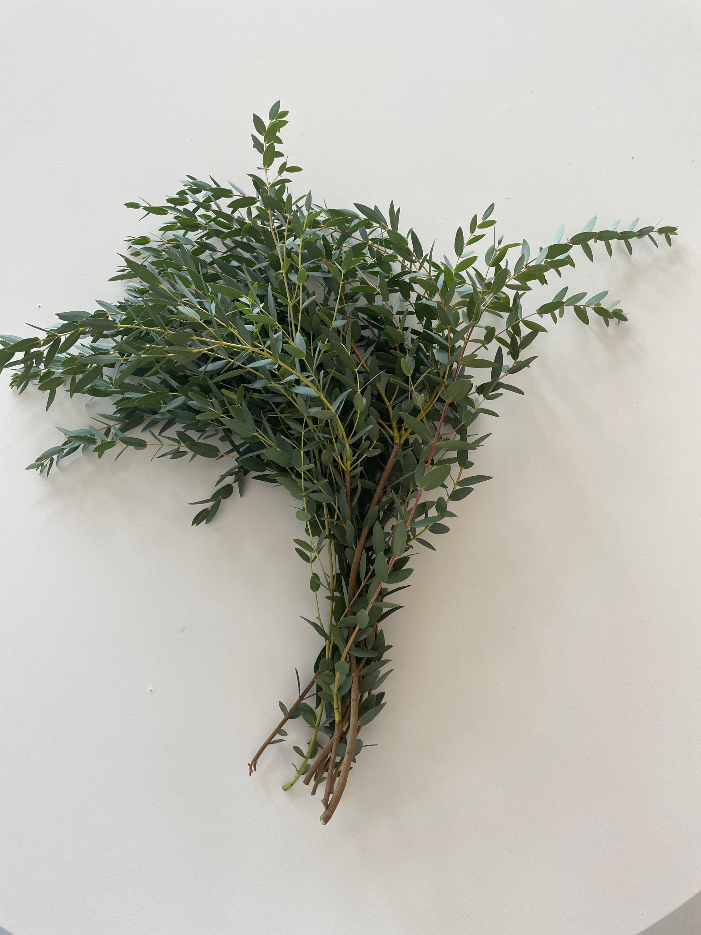 Parvifolia Eucalyptus/ Wedding/ Fresh Greenery/ Fresh Eucalyptus ...