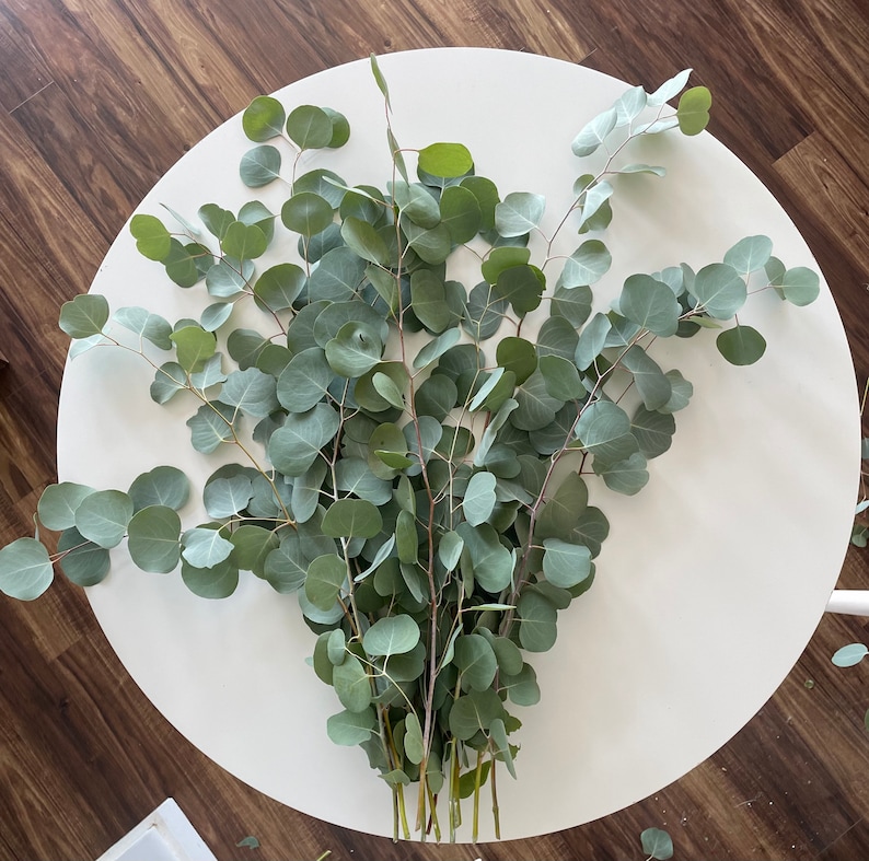 Eucalyptus /silver Dollar Eucalyptus/ Wedding/ Greenery/ Baby Blue
