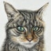 see more listings in the Cats section