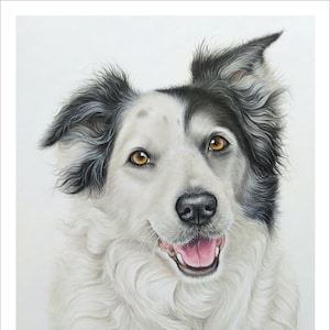 Custom pet portrait colored pencil