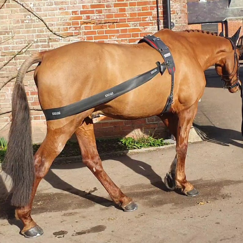 Lunging Band for Horses Etsy