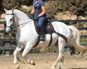 Système de conditionnement pour chevaux : tapis de selle avec bandes équibandes - France