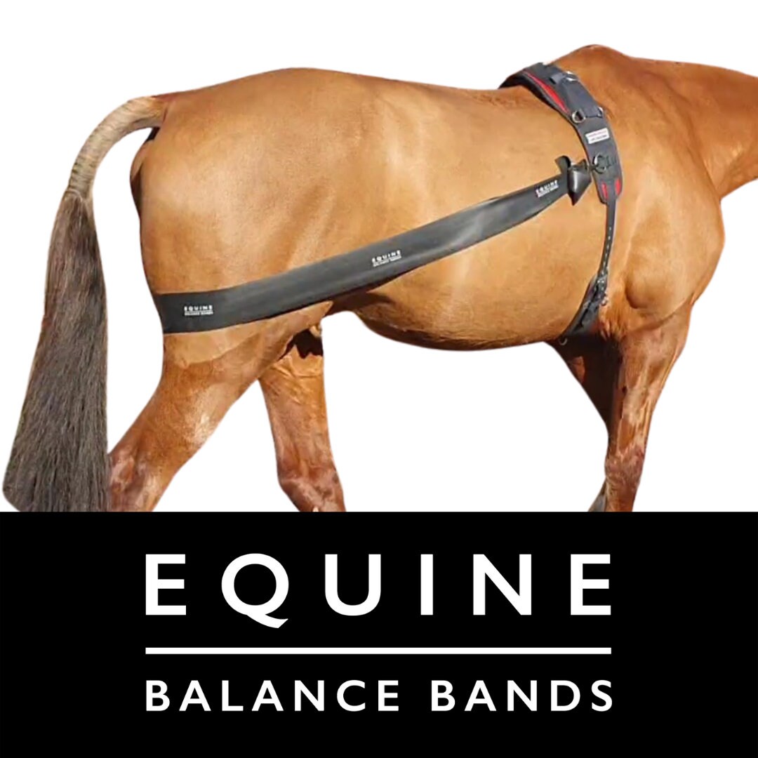 Lunging Band for Horses Etsy