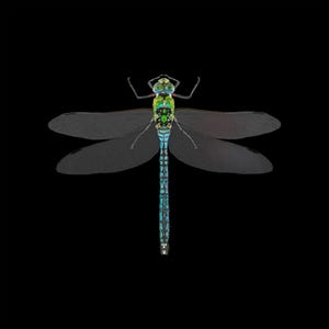 Pu&ograve; includere: Illustrazione dettagliata di una libellula su sfondo nero. La libellula presenta una tavolozza di colori vivaci, con una testa verde, un corpo blu e ali traslucide. Le ali sono spiegate, mostrando l'intricato design dell'insetto.