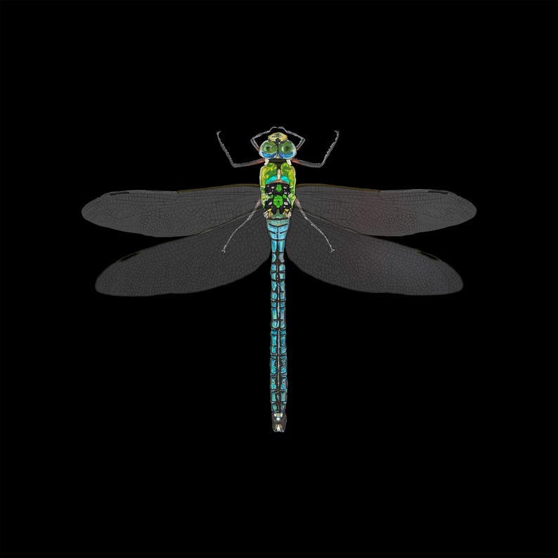 Pu&ograve; includere: Illustrazione dettagliata di una libellula su sfondo nero. La libellula presenta una tavolozza di colori vivaci, con una testa verde, un corpo blu e ali traslucide. Le ali sono spiegate, mostrando l'intricato design dell'insetto.