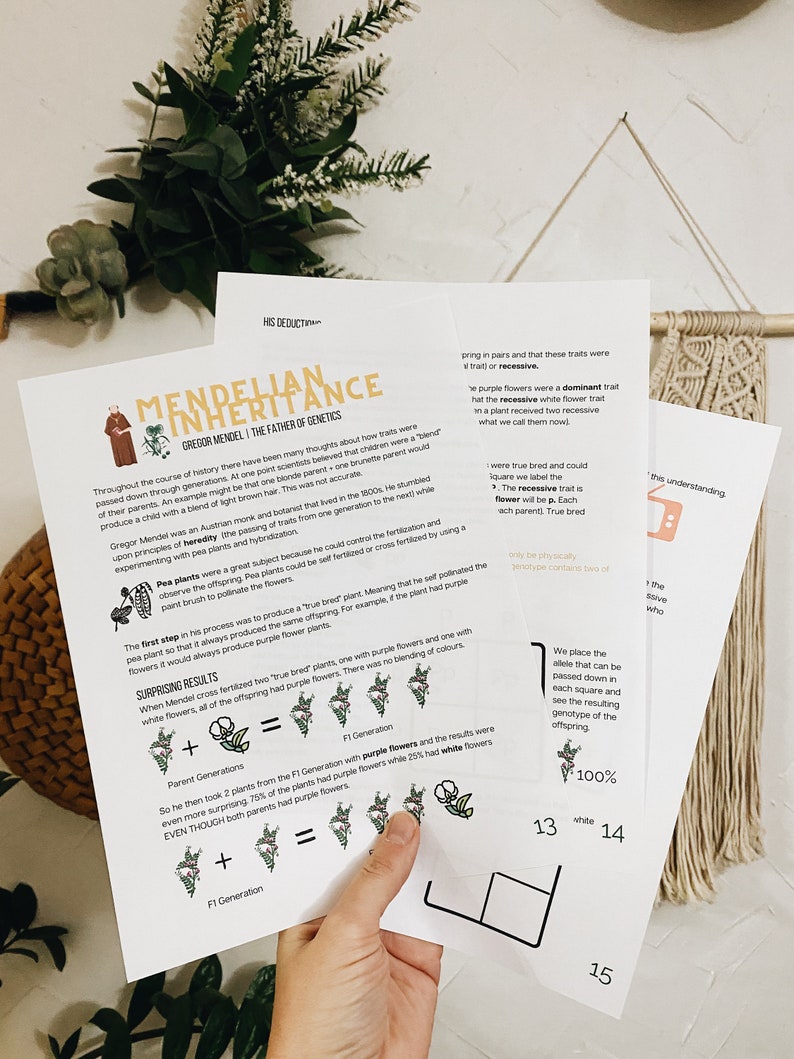 May include: A close-up of a worksheet about Mendelian inheritance, a key concept in genetics. The worksheet features illustrations of pea plants with purple and white flowers, along with text explaining the principles of dominant and recessive traits. The text includes the terms "true bred", "F1 generation", and "F2 generation".