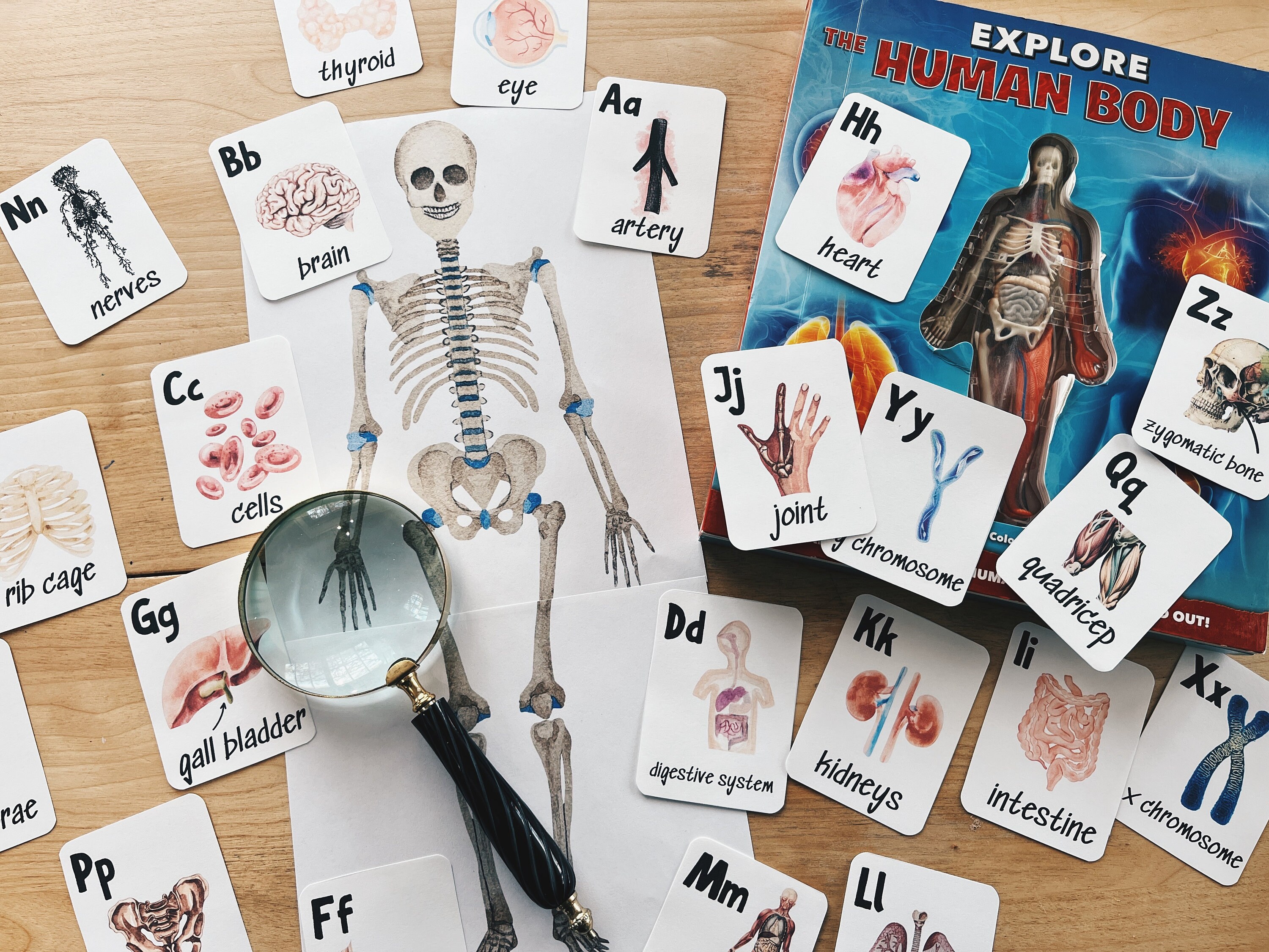 Human Anatomy Watercolour Flashcards Vintage Anatomy Illustrations 3 Biology Diagrams