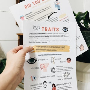 May include: A colorful educational chart with the title "Did You Know?" and the subtitle "Cool Stuff That Has To Do With Genetics." The chart features illustrations of different traits passed down through genes, such as tongue rolling, eye color, dimples, and free earlobes. The chart also includes the text "Traits" and "Afraid of Heights?"
