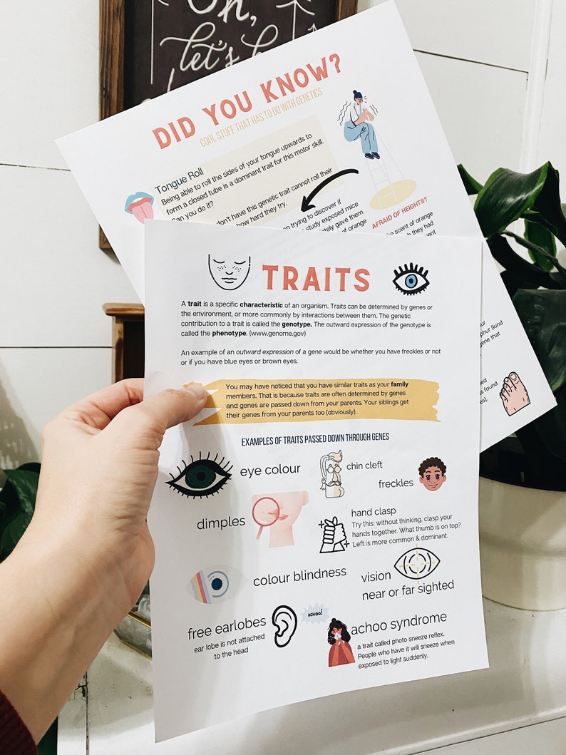May include: A colorful educational chart with the title "Did You Know?" and the subtitle "Cool Stuff That Has To Do With Genetics." The chart features illustrations of different traits passed down through genes, such as tongue rolling, eye color, dimples, and free earlobes. The chart also includes the text "Traits" and "Afraid of Heights?"