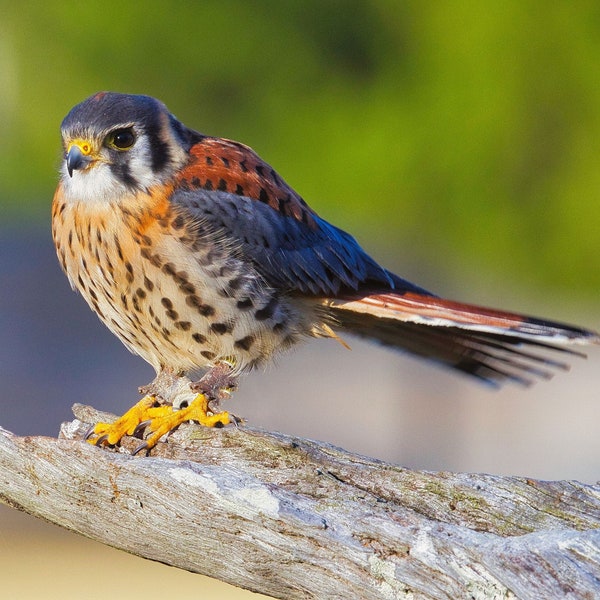 Colorful American Kestrel, little falcon