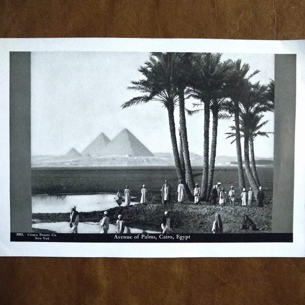 Antique Cosmos Pictures Co. N.Y. Print - Avenue of Palms Cairo Egypt, Scarce and Rare Cosmos Pyramids Print. Collectible Antique Egypt Print