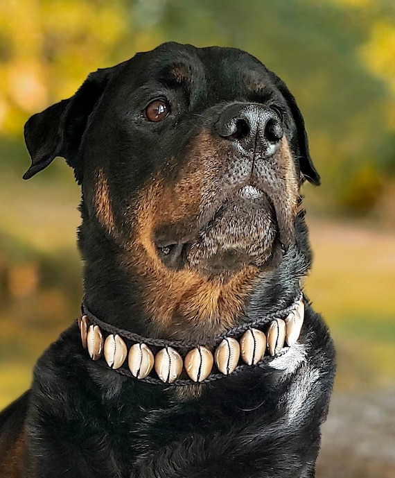 Buy Designer Dog Collars  Get Rottweiler Leather Collar Ovals