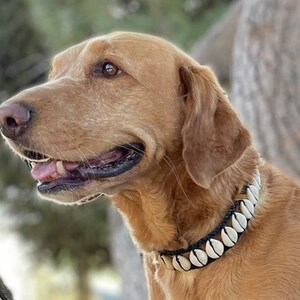 Beachy Dog Collar Etsy