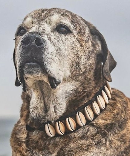 Puka shell top dog collar