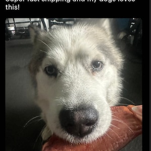 Cinco secciones de media oreja de cerdo deshidratadas, totalmente naturales, para masticar en perros. imagen 3