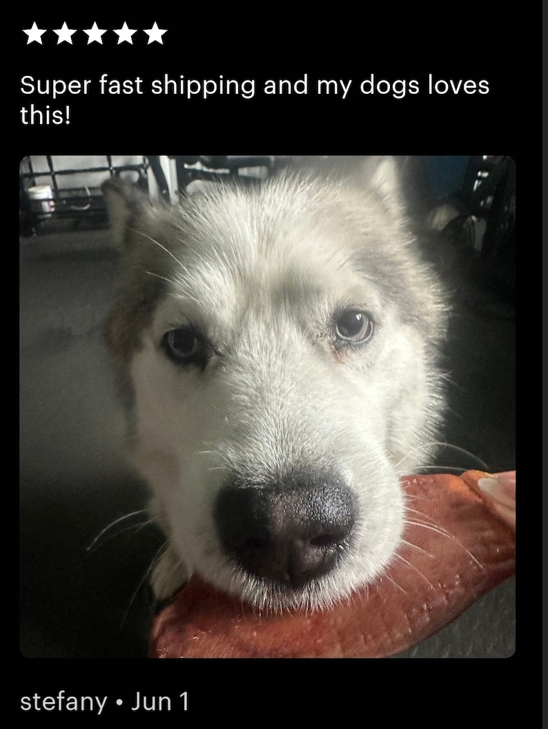 Cinco secciones de media oreja de cerdo deshidratadas, totalmente naturales, para masticar en perros. imagen 3