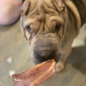 Our 1/2 pigs ears are great for smaller dogs and those that are on a diet.   (Customer photo - Thank you Shannon)
